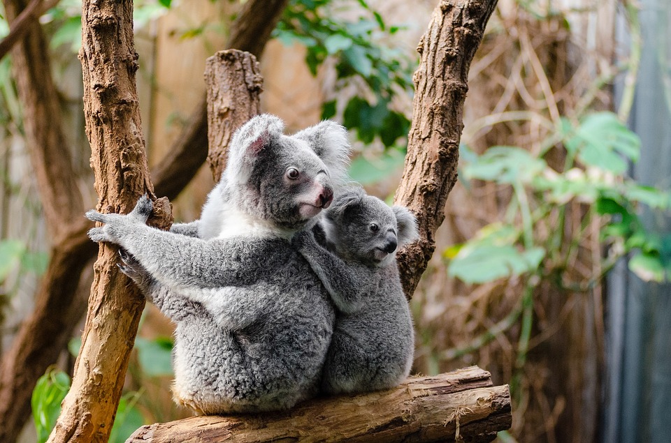 Vida Silvestre Koalas