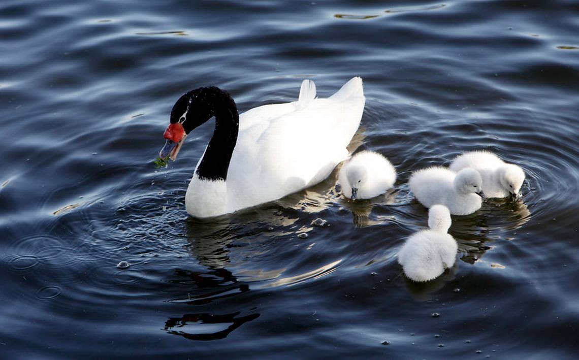 Cisne De Cuello Negro