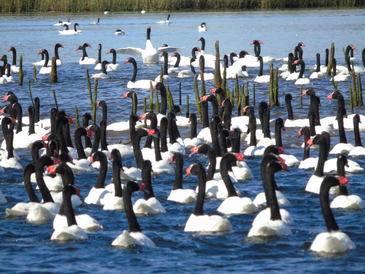 Cisnes De Cuello Negro