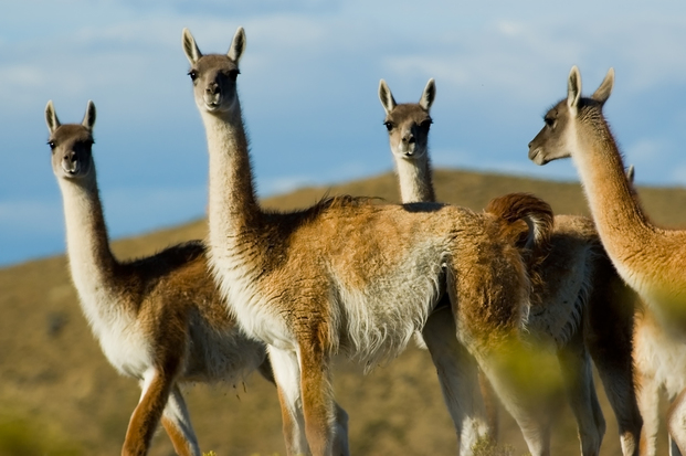 Guanaco Del Norte