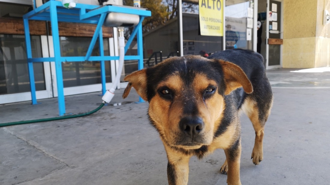 Hachiko mexicano