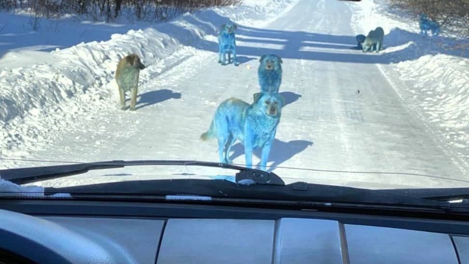 Perros azules