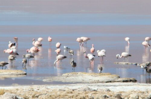 Cisnes