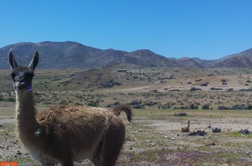 Guanaco