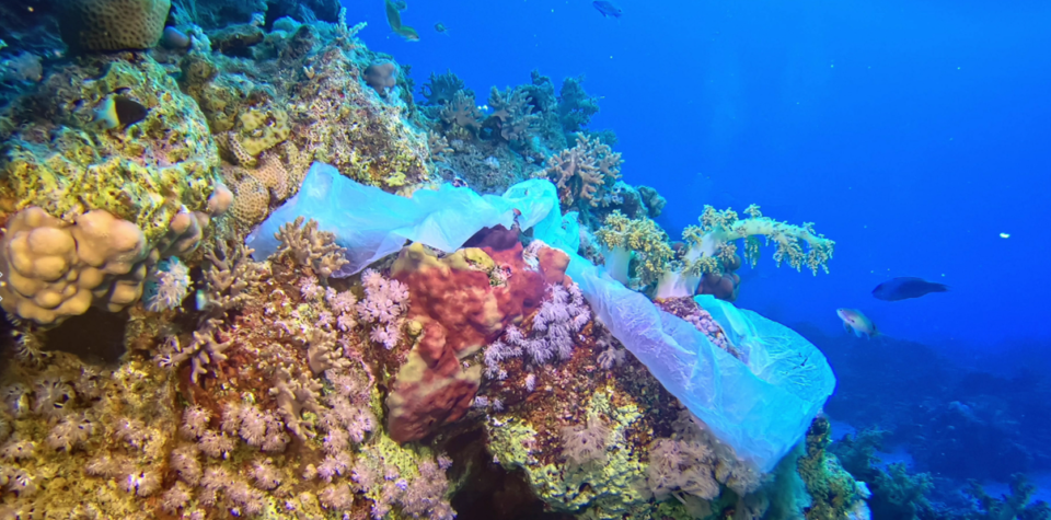 Día Mundial de los Océanos