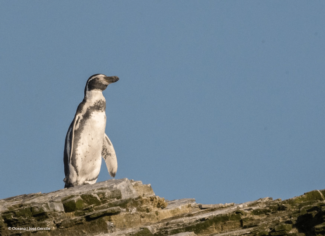 Pinguino1