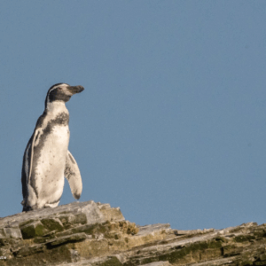 Pinguino1