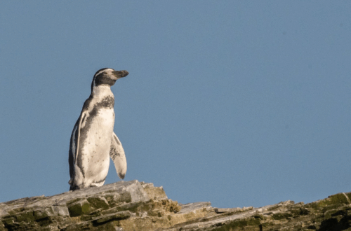 Pinguino1