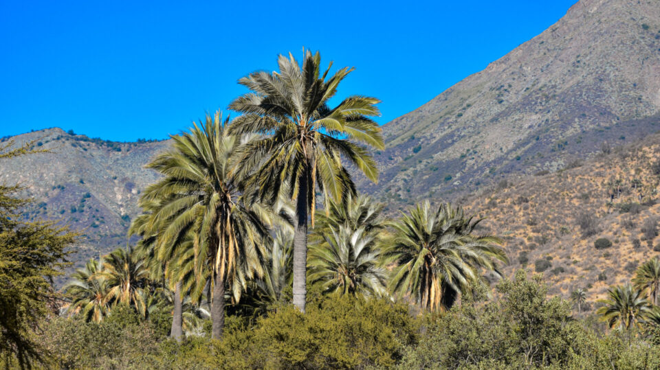 Parque La Campana